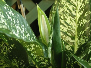 Choroby Dieffenbachia