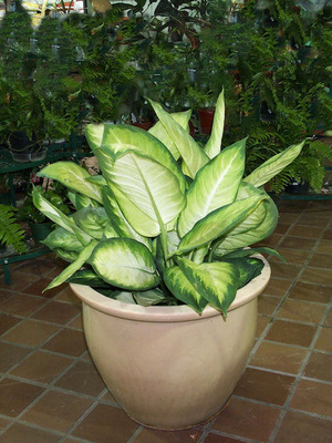 Sådan plejer du dieffenbachia