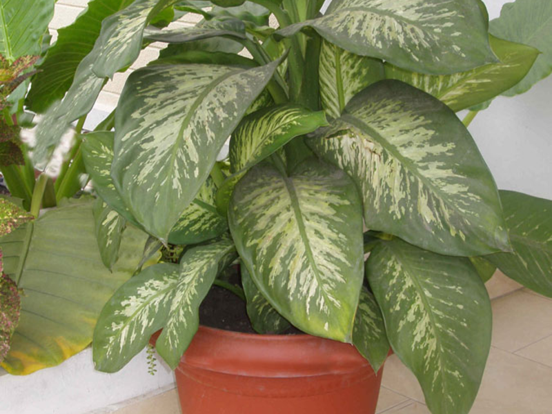 Zauważyła Dieffenbachia