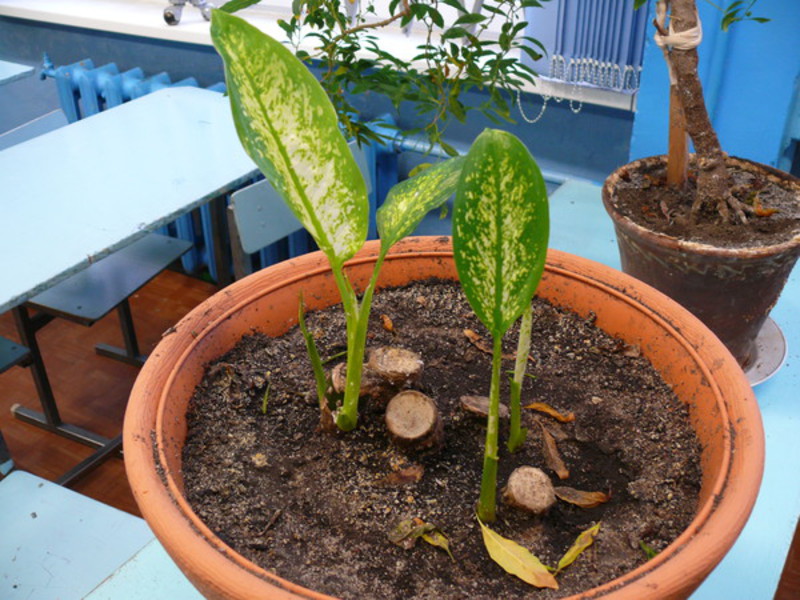 Dieffenbachia gyökérzet