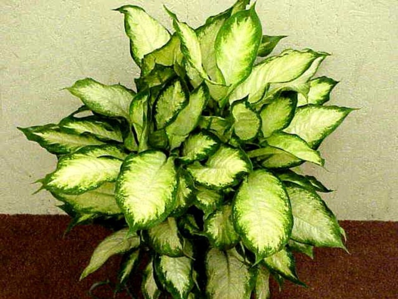 Dieffenbachia transplantation regler