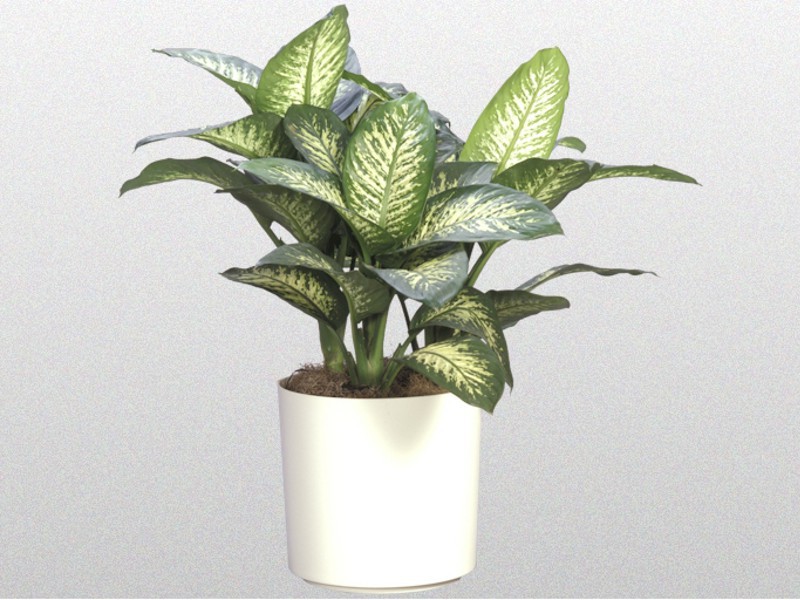 Merkmale der Dieffenbachia-Blume