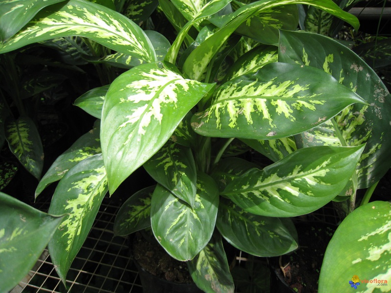 Mides de flors Dieffenbachia