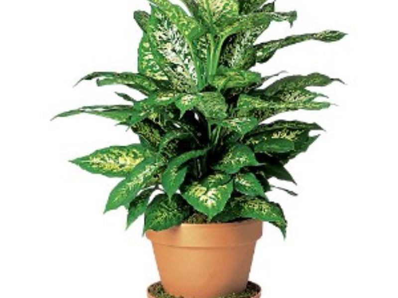 Hvordan vannet dieffenbachia-blomsten