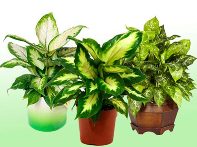 Com retallar dieffenbachia