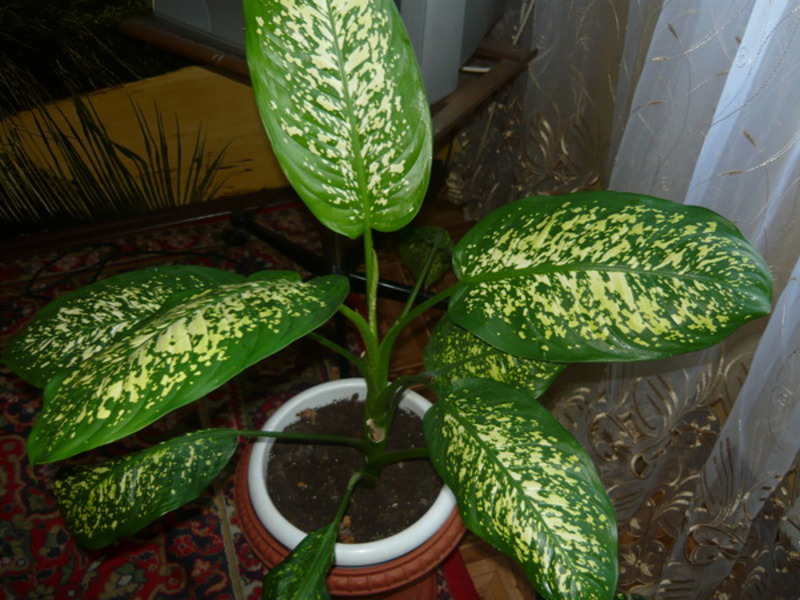 Înălțimea florii Dieffenbachia