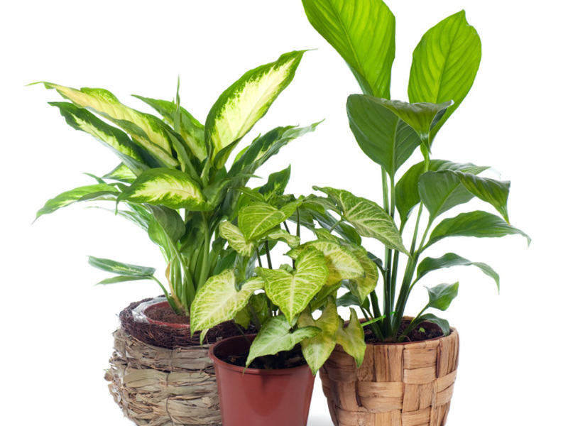 Hur dieffenbachia blomma reproducerar