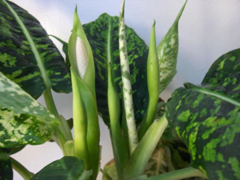 Hoa Dieffenbachia