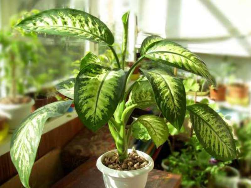 Kuinka leikata dieffenbachia