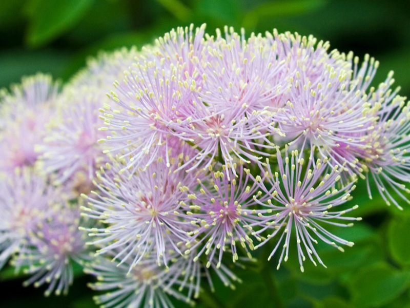 Período de floração do manjericão perene