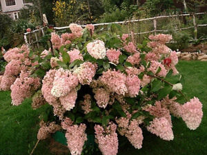 Variedades de variedades de hortensias.