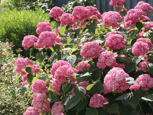 Nom des variétés d'hortensias