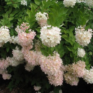 Hortensia's water geven en snoeien