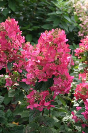 Planter et entretenir l'hortensia