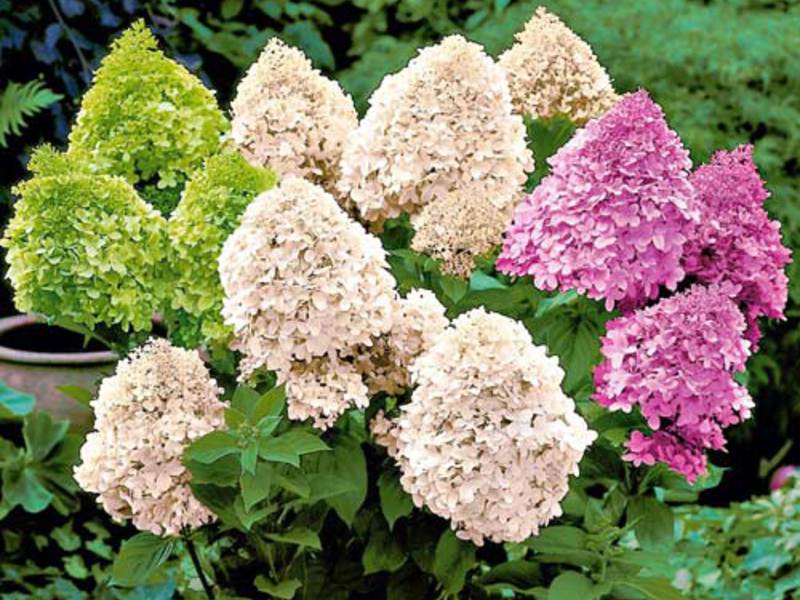 Hortensia de panícula reproductora