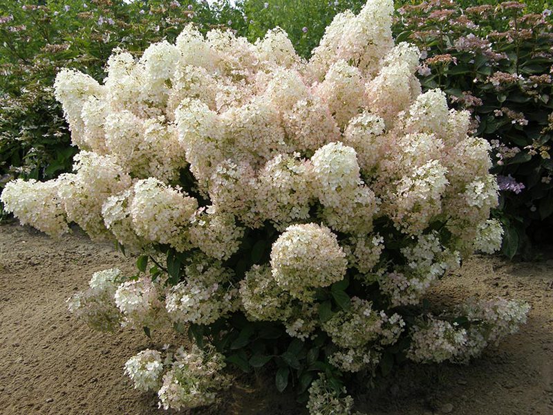 Kuinka levittää hydrangeaa