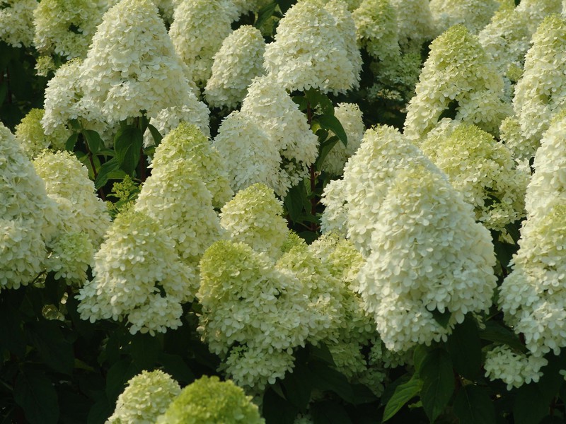 Cómo cuidar la hortensia