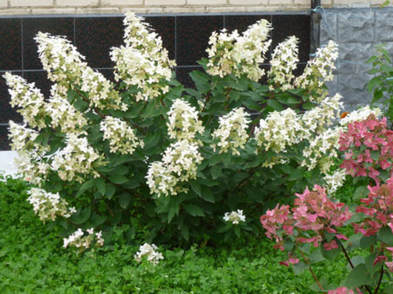 Hydrangea paniculata in giardino