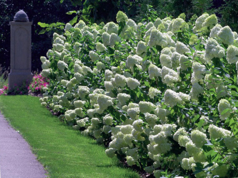 Hortensia de panícula