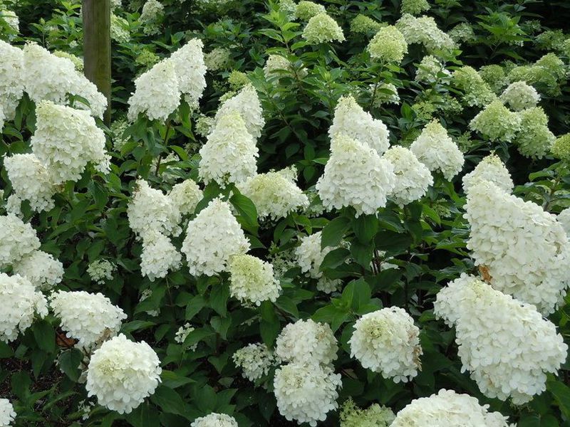 Variétés d'hortensias