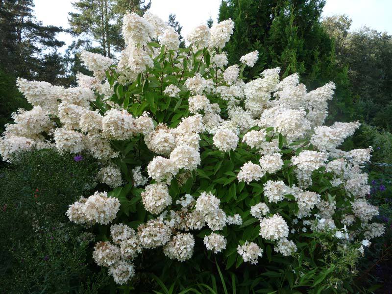 Hortensia floreciente