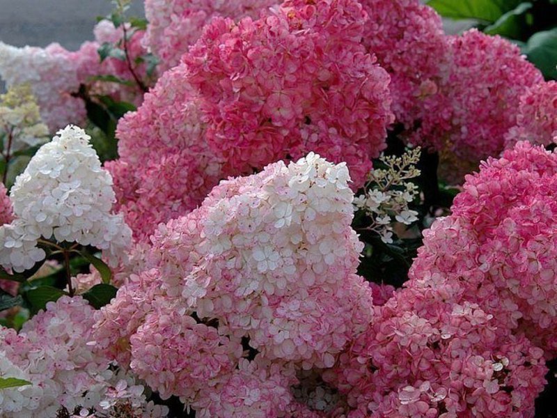 Lindos arbustos de hortênsias