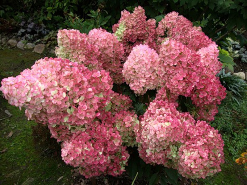 Hortensia paniculata en fleurs