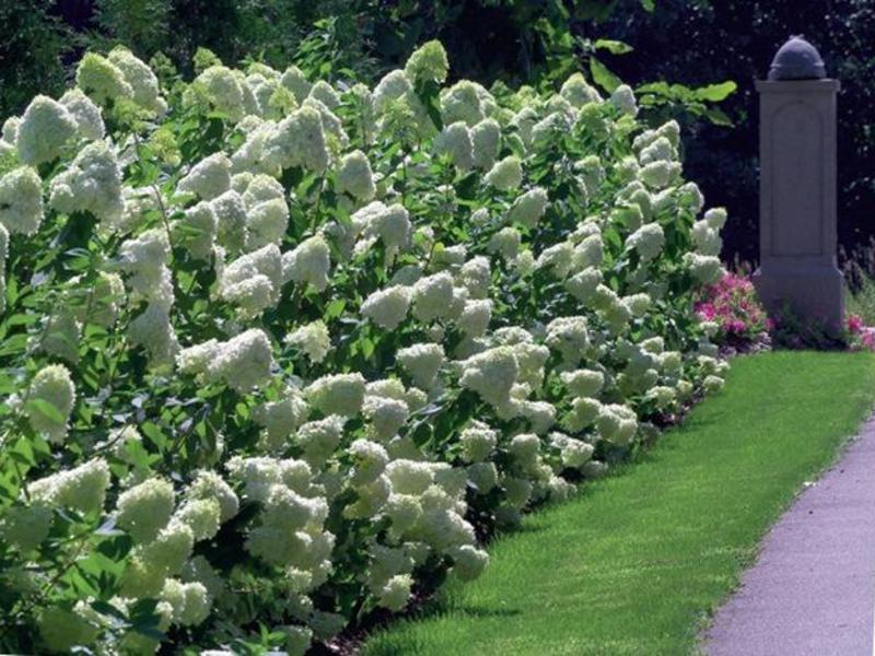 Käyttämällä hydrangea paniculata