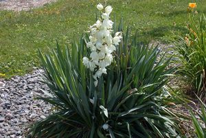 Yucca filamentøs plante