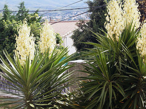 Yucca augalų alavijo lapai