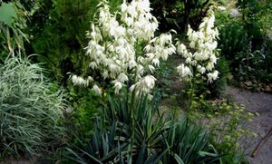 Yucca siūlinis augalas