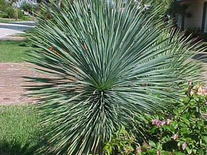 Rostlina yucca