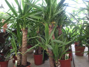 Yucca care