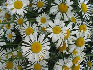 Nivyanik or chamomile