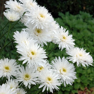 Nivyanik, garden chamomile