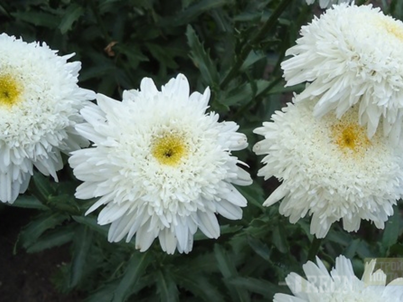 Nivyanik, garden chamomile