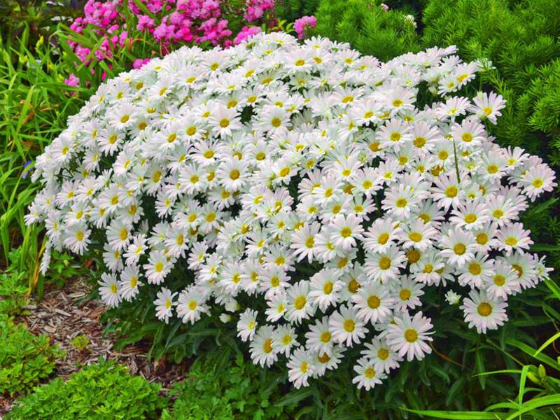 Beautiful large flowers of daisy