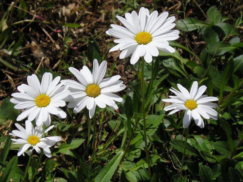 Nivyanik flower and its description