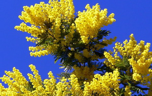 Photo jaune mimosa