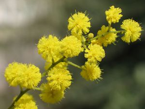 Photo de branche de mimosa