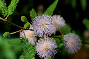 Voksende mimosa hjemme