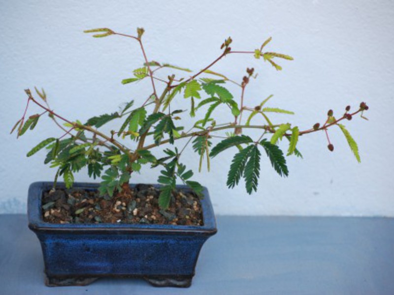 Mimosa plant in a pot