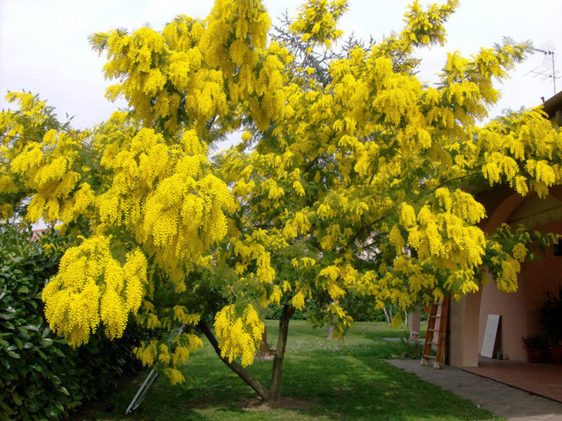 Foto gruesa de mimosa