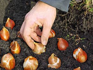 Planting av ixia om våren - pærene plantes i jorden.