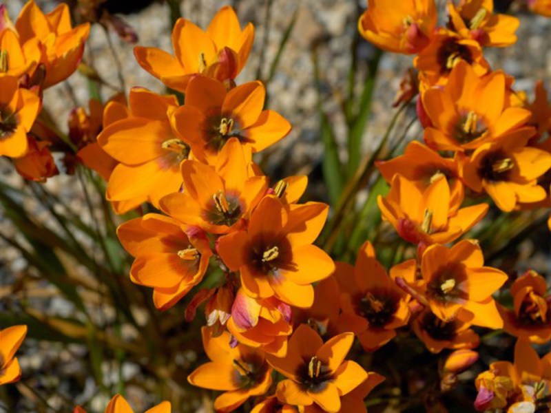 Ixia oranje - heldere bloemen