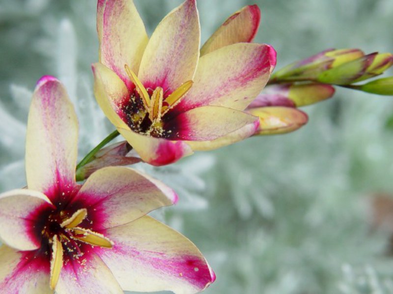 Ixia manchada se convertirá en la verdadera reina del macizo de flores.