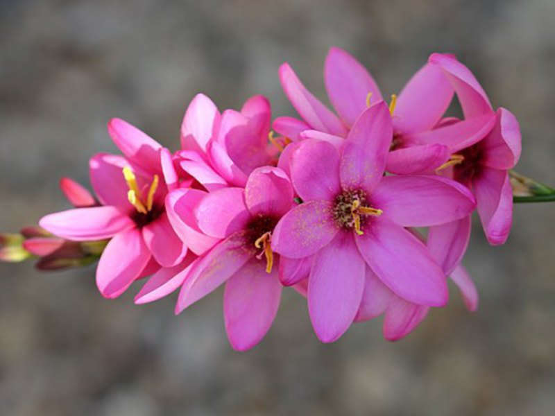 Ixia hibridna ružičasta može se kombinirati s drugim cvjetovima, na primjer, s gladiolama.