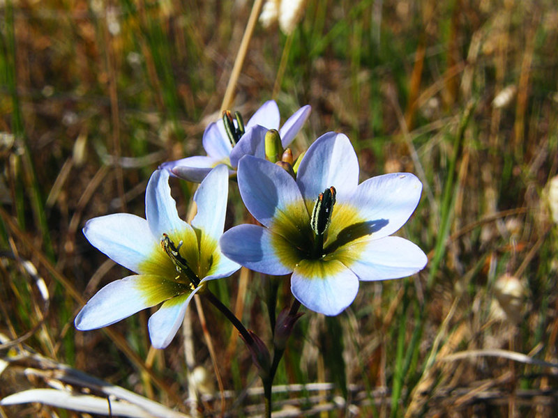 Blau híbrid Ixia a l’herba: tendresa i refinament.