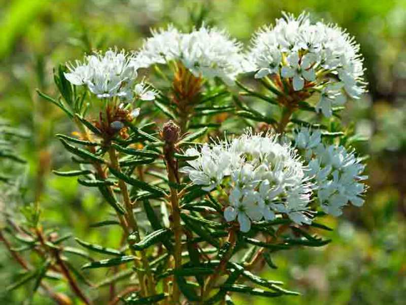 Ledum-blomställningar är vackra och lätt igenkännliga.