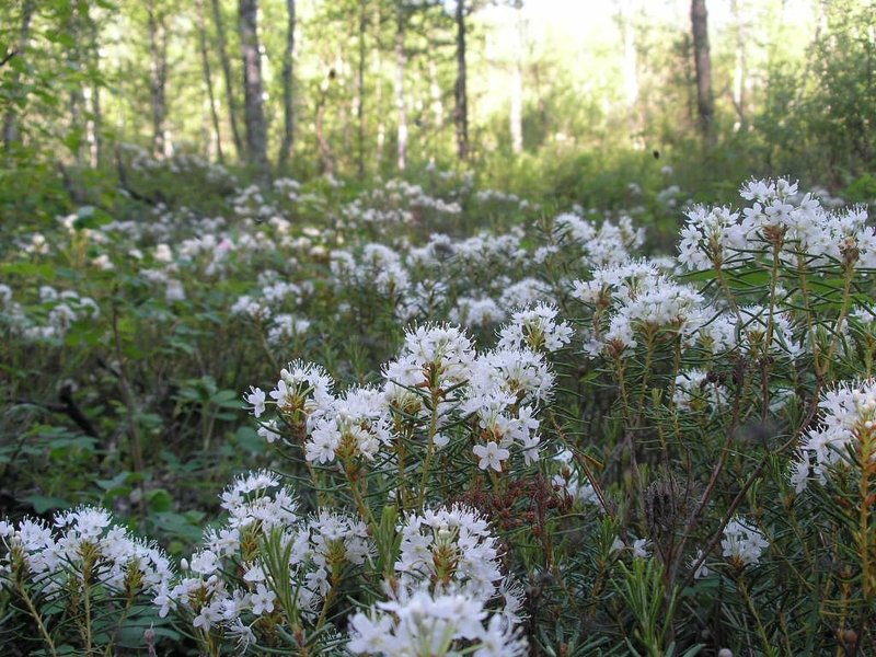 Ledum dans la forêt pousse généralement de manière compacte - il y a de nombreux buissons à proximité.